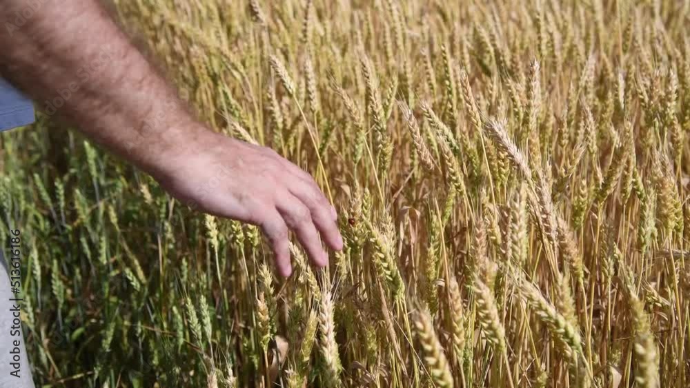 Male person points with his hand at a ladybug sitting on ripe wheat, and then plucks an ear of wheat on agricultural field in a sunny summer day. Real time video. Pest control theme. Male person points with his hand at a ladybug sitting on ripe wheat, and then plucks an ear of wheat on agricultural field in a sunny summer day. Real time video. Pest control theme.