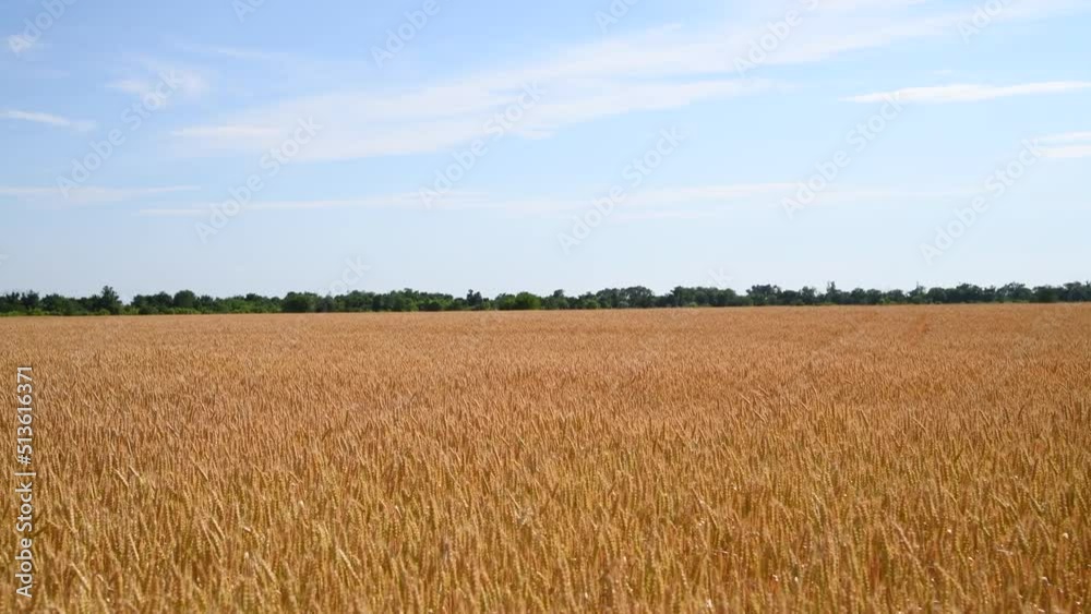 Side view of gold colored agricultural wheat field with ripe crop and ears swaying in the wind in a sunny summer day. Real time video. World Food Theme. Side view of gold colored agricultural wheat field with ripe crop and ears swaying in the wind in a sunny summer day. Real time video. World Food Theme.