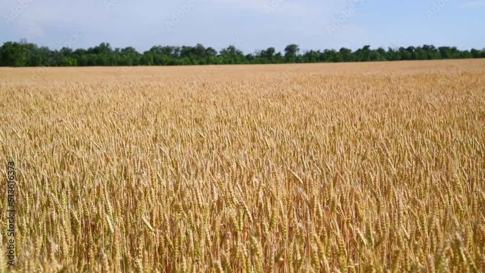 Side view of gold colored agricultural wheat field with ripe crop and ears swaying in the wind in a sunny summer day. Real time video. World Food Theme. Side view of gold colored agricultural wheat field with ripe crop and ears swaying in the wind in a sunny summer day. Real time video. World Food Theme.