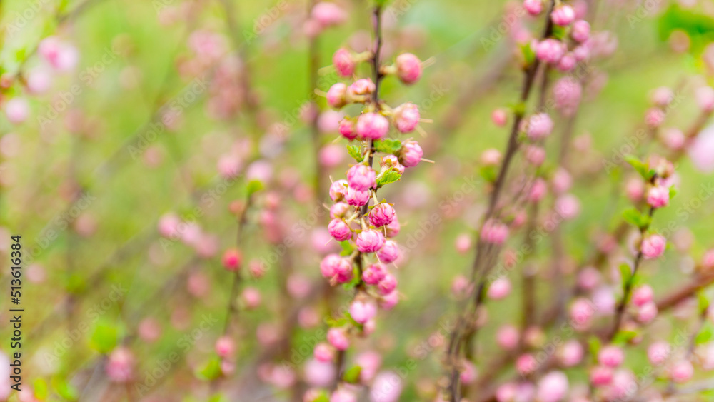 many blooming pink roses on a bush close-up in a spring garden. large bushes of pink roses blooming in a city park. care of garden rose bushes