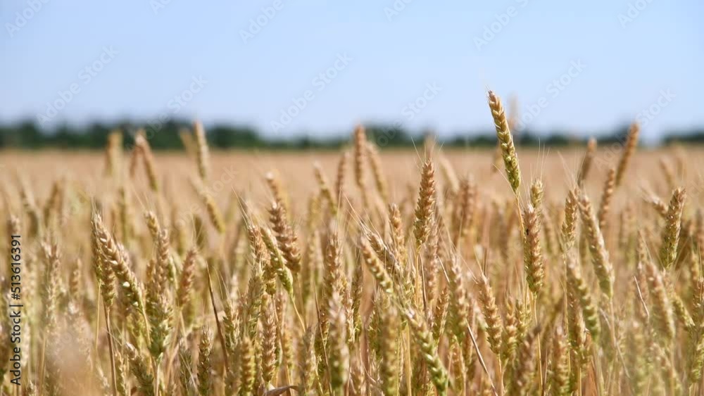 Close-up side view of gold colored agricultural wheat field with ripe crop and ears swaying in the wind in a sunny summer day. Real time video. World Food Theme. Close-up side view of gold colored agricultural wheat field with ripe crop and ears swaying in the wind in a sunny summer day. Real time video. World Food Theme.