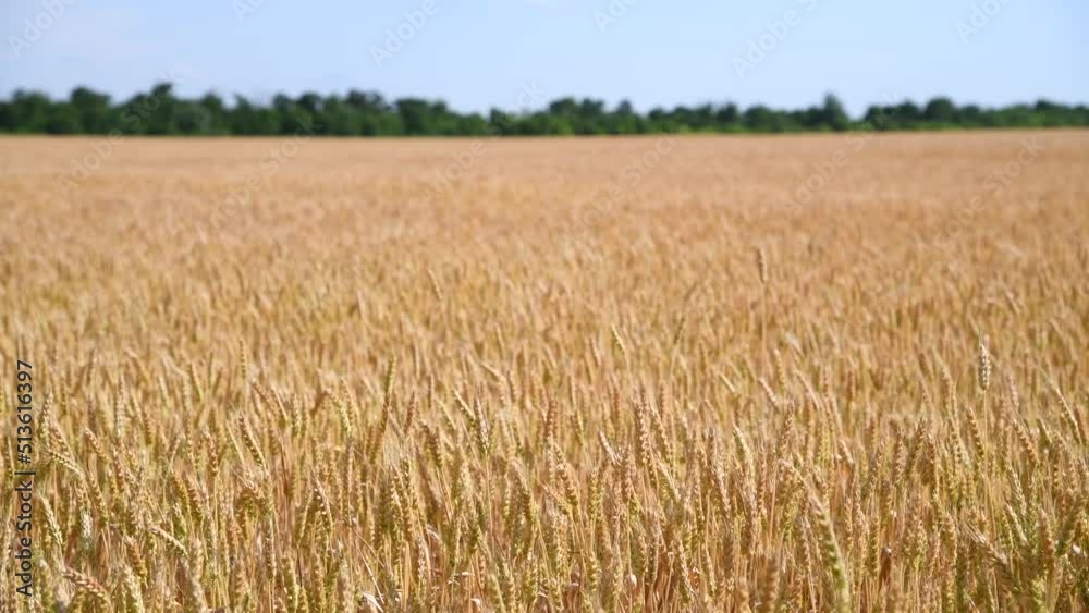 Side view of gold colored agricultural wheat field with ripe crop and ears swaying in the wind in a sunny summer day. Real time video. World Food Theme. Side view of gold colored agricultural wheat field with ripe crop and ears swaying in the wind in a sunny summer day. Real time video. World Food Theme.