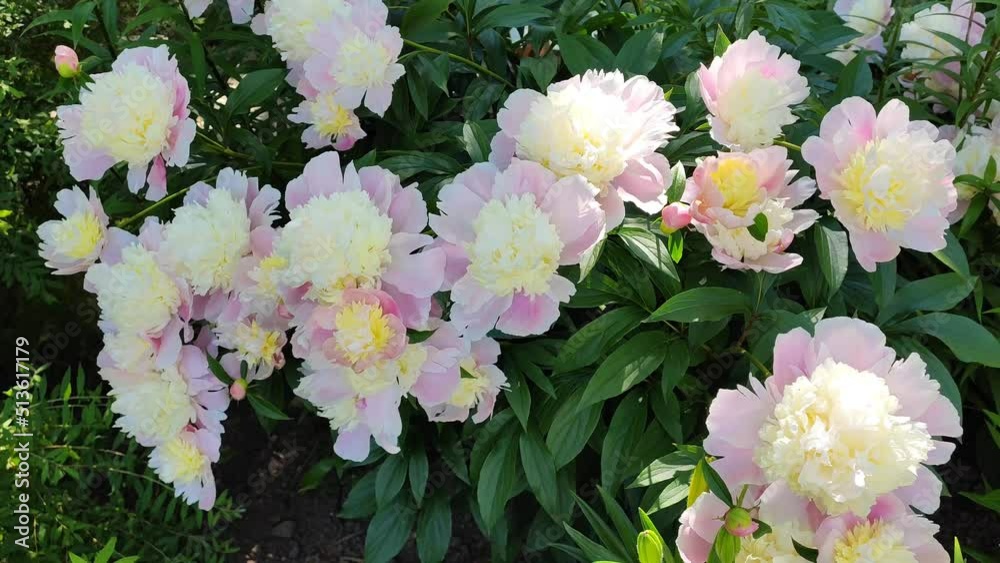 White peonies bloom against a background of blurred white peonies in a peony garden. Peony flower. White peonies bloom against a background of blurred white peonies in a peony garden. Peony flower.