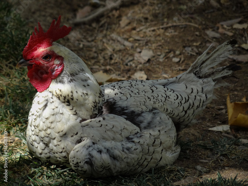 Farm Rooster (Silver Spangled Hamburg breed) with white and black spangled feathers resting under a partial shade