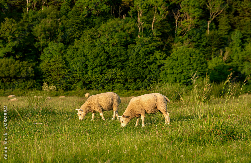 Photography of sheep, pasture, field, farm Photography of sheep, pasture, field, farm