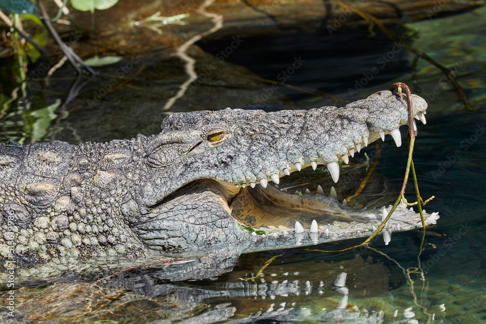 Lazy Nile crocodile sunbathing by the water. Lazy Nile crocodile sunbathing by the water.