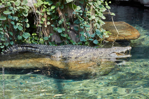 Lazy Nile crocodile sunbathing by the water.