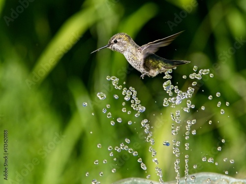 Valokuva Female Anna's hummingbird playing and drinking in the water fountain in birdbath