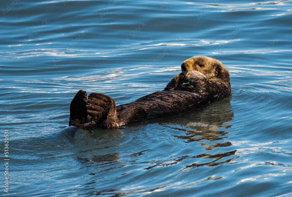Fototapeta premium Fur covered sea otter floating in the icy water of Resurrection Bay near Seward in Alaska