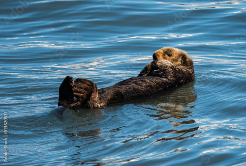 Fur covered sea otter floating in the icy water of Resurrection Bay near Seward in Alaska © steheap