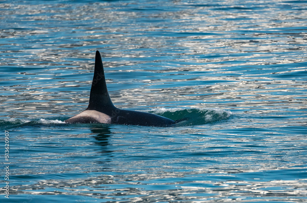 Fototapeta premium Dark fin of orca whale cutting through the water of Resurrection Bay Seward Alaska