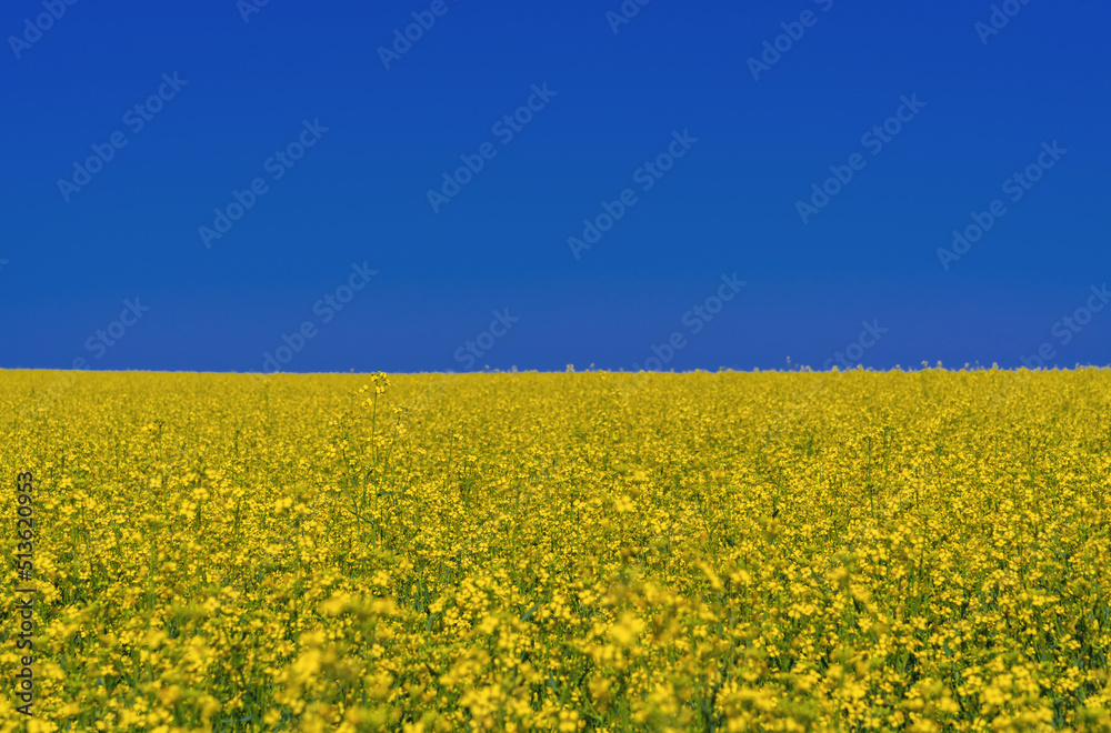 A field of flowering rapeseed against a blue sky in the colors of the Ukrainian flag A field of flowering rapeseed against a blue sky in the colors of the Ukrainian flag