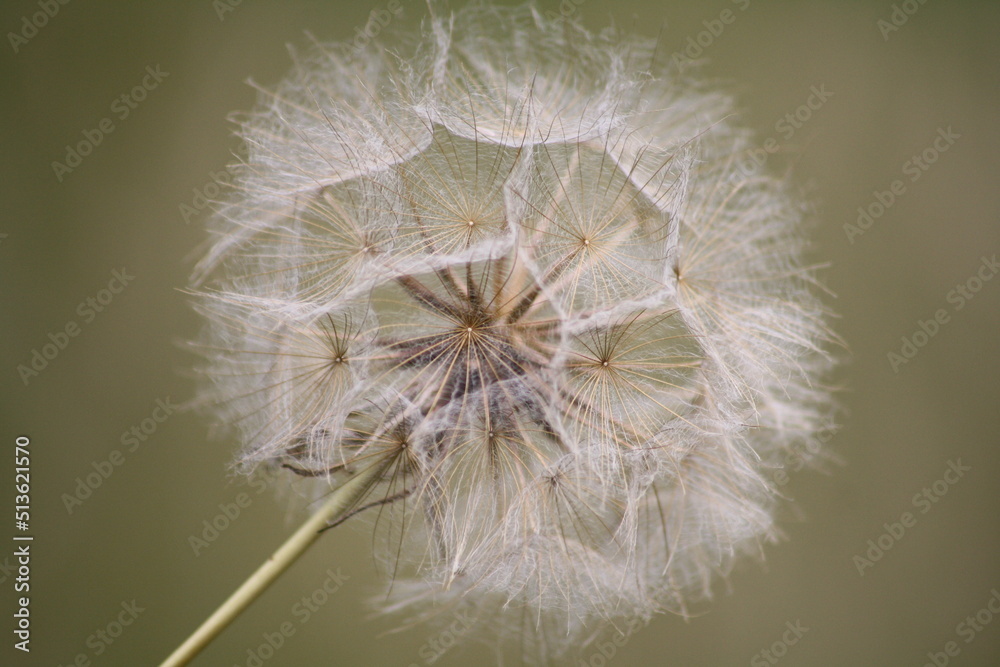 Fototapeta premium dandelion head