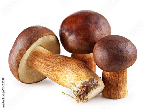 Bay boletes. Edible mushrooms (Boletus badius) isolated on white. Package design element. Wild forest mushrooms photo