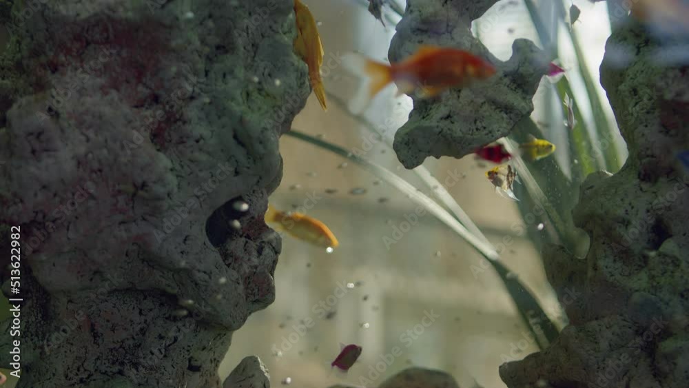 4K. Colorful aquarium with bubbles, fish swimming around