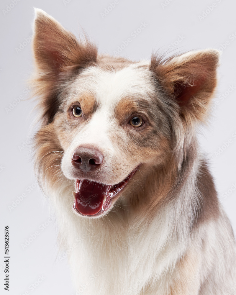 Happy dog. Marble Border Collie with funny muzzle. Pet in studio Happy dog. Marble Border Collie with funny muzzle. Pet in studio