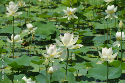 Lotus in Japanese waterscape