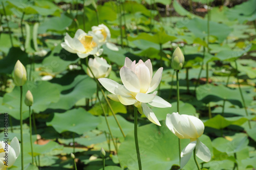 Lotus in Japanese waterscape