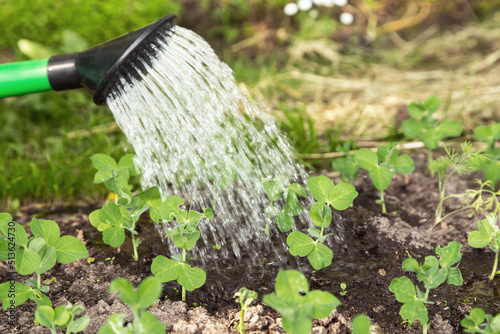 Watering can watering young pea plants in garden closeup. Growing organic food