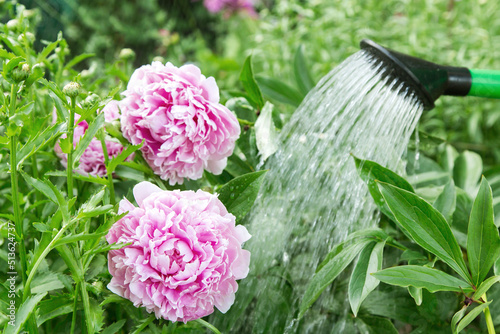 Fototapeta Naklejka Na Ścianę i Meble -  Watering can watering pink peony flowers in garden on garden bed close up