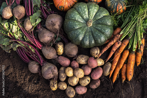 Wallpaper Mural Organic vegetables background. Harvest of fresh raw carrot, beetroot, pumpkin and potatoes on soil in garden, top view Torontodigital.ca