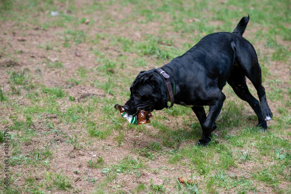 Cane Corso of dark color, running with a plastic bottle in his mouth