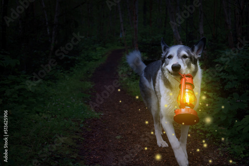 Malamute dog carrying a lit lantern in the dark