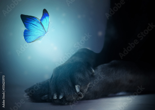 Photography Close up of a glowing blue butterfly flying over a black labrador‘s crossed paws