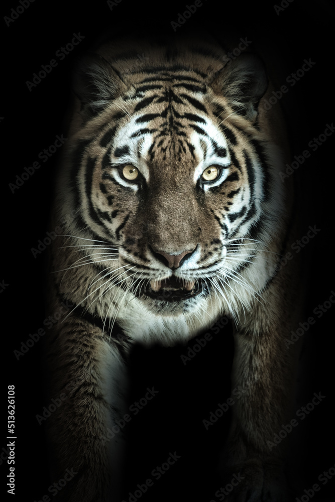 Obraz premium Ausgewachsener Tiger mit Blick in Kamera und mit schwarzen Hintergrund