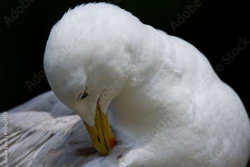 Herring Gull, Dark Background