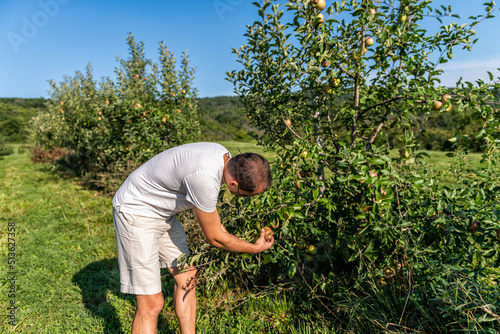 Apple orchard trees and man farmer, gardener picking red Fuji or Pippin fruit in summer garden farm countryside in Virginia in shorts and tshirt with face mask during coronavirus pandemic photo