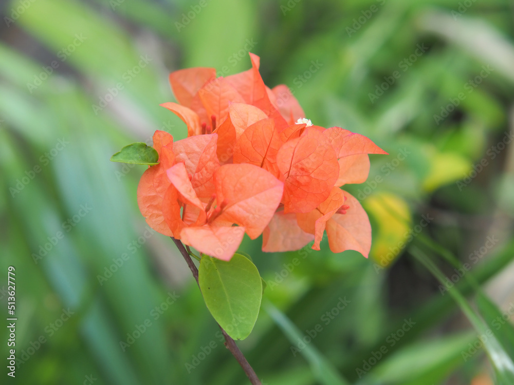 Bougenville flowers or red paper flowers in bloom, on a background of leaves with a bokeh effect. Bougenville flowers or red paper flowers in bloom, on a background of leaves with a bokeh effect.