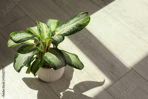 Obraz na plátně Beautiful green houseplant casting shadow on wooden floor indoors