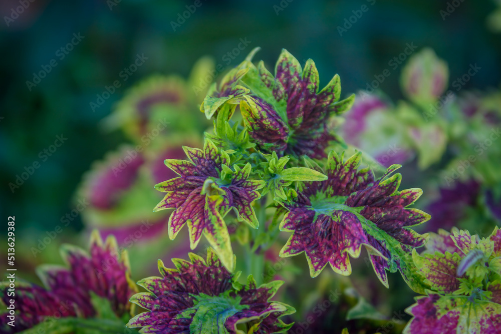 Background with floral motifs with focus and defocus points, as well as a variety of beautiful colors