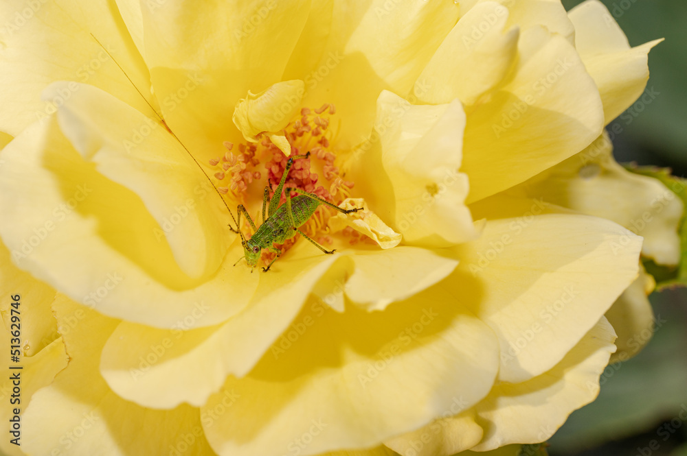 Tettigonia viridissima, the great green bush-cricket, feeds on pollen in a yellow rose flower Tettigonia viridissima, the great green bush-cricket, feeds on pollen in a yellow rose flower
