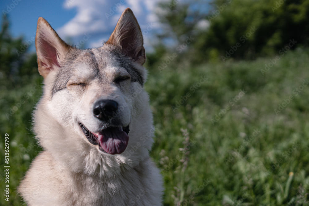 portrait of a dog