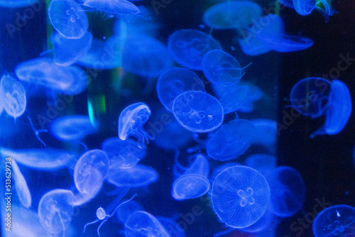 水族館のクラゲ（青） © Hikari