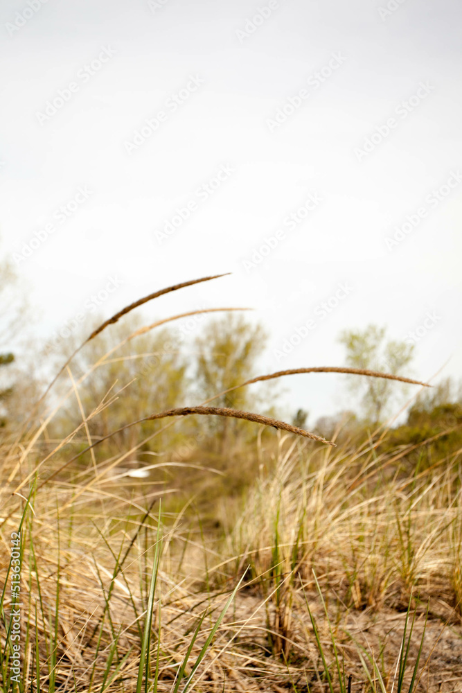 Obraz premium Long Point Provincial Park Beach Grass Blowing in the Wind