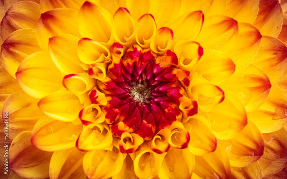 Dalia close up Dalia close up