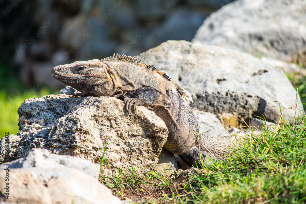 Reptile on a rock Reptile on a rock