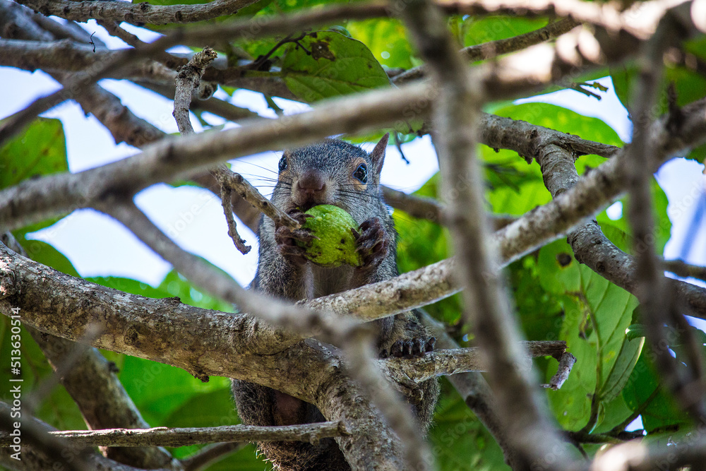 Squirrel eating in a tree