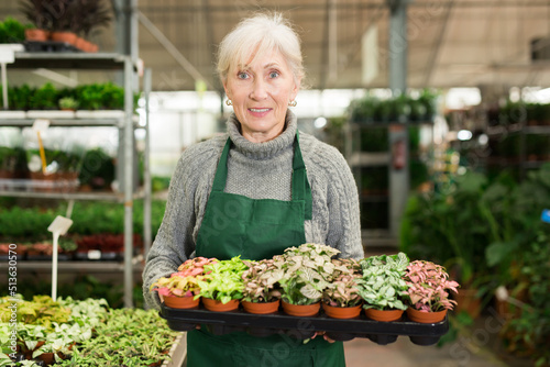 Positive senior woman in apron carrying box with plants in floral shop, smiling and looking at camera. © JackF