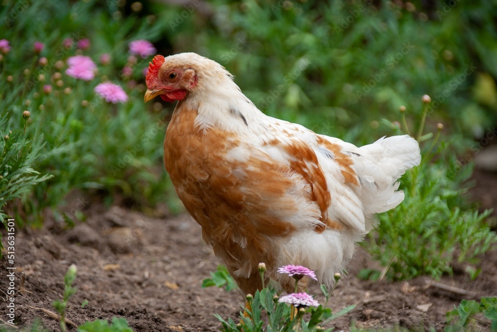 Fototapeta premium Gallina en el campo en chile