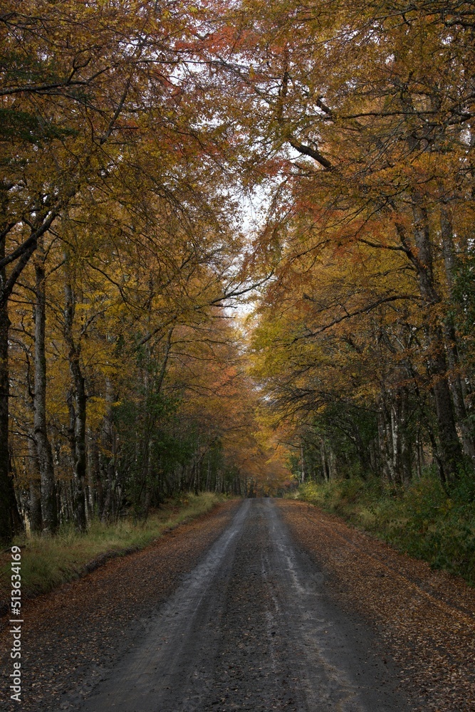 road in autumn forest