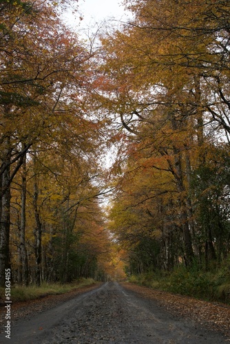 road in autumn forest © YASMIN