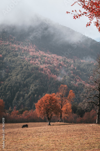 autumn in the mountains