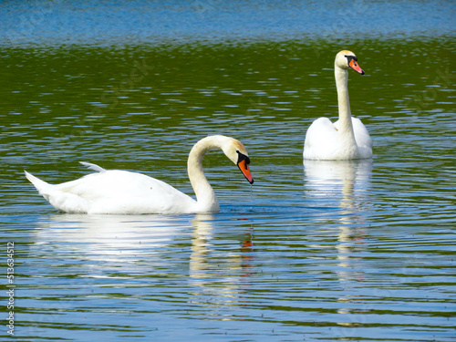 Graceful white Swan swimming in the lake  swans in the wild. Portrait of a white swan swimming on a lake.