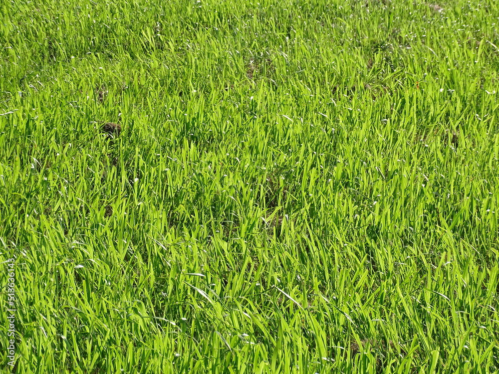野原 野原
