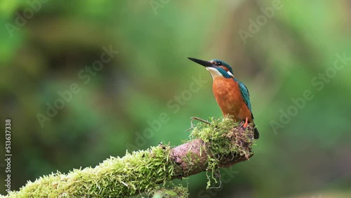 A beautiful common kingfisher (Alcedo atthis) arrives on a perch overgrown with moss. A green forest can be seen in the background. Close up. photo