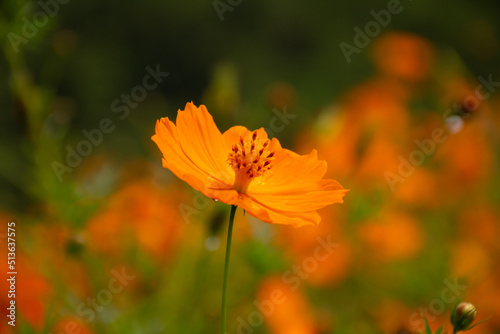 Orange cosmos flower in garden